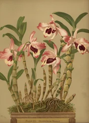 Orchidée dendrobium noble, Dendrobium nobile